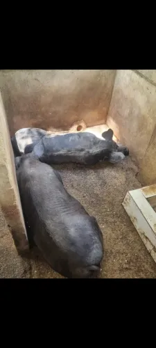 Porco e Porca (barrão, cachaço)