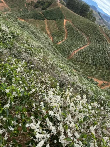 2 alqueires 30 mil pés de café 2 casas 