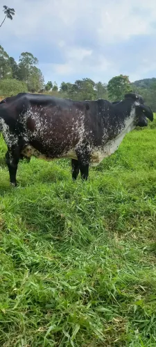 Vacas
