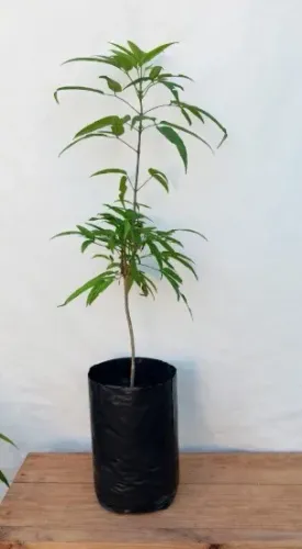 Mudas de Pariri - Planta trepadeira medicinal pronta para plantar"