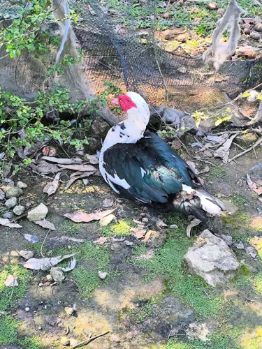 Vendo Patos