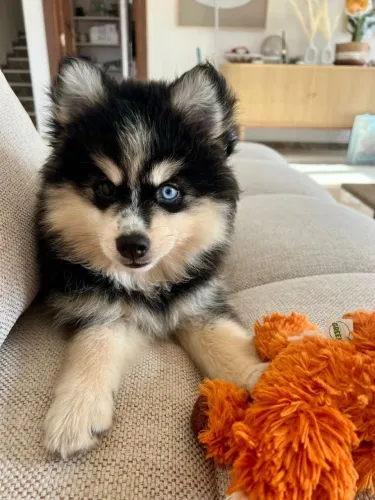 Husky siberiano olhos azuis