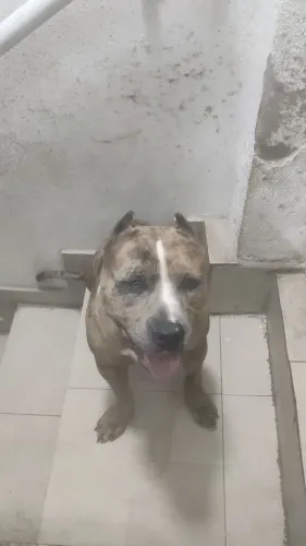 Doação de cachorro 