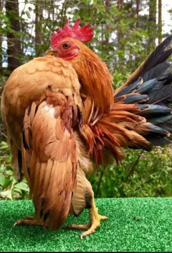 Galinha seráma pricur0