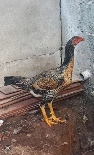 Galinhas e frangas índio puro 