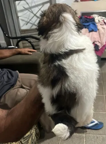Vendo filhote de shih tzu 