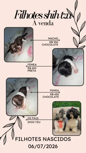 VENDE-SE FILHOTES SHIH TZU CHOCOLATES
