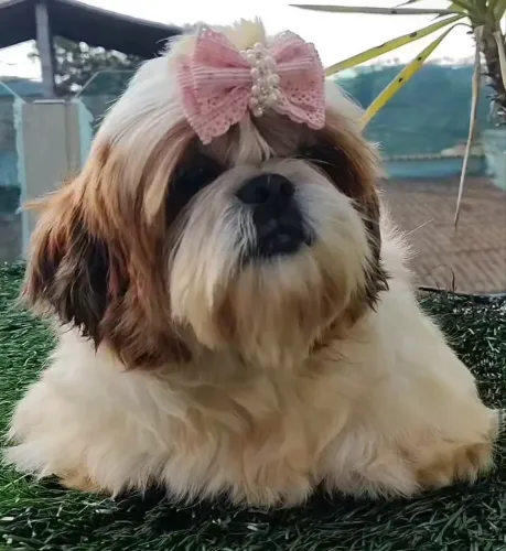Doação de uma cachorrinha Raça Shi Tzu