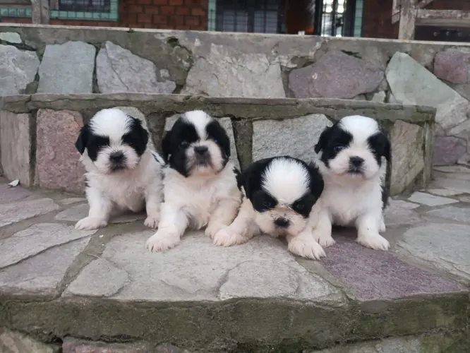 Lindos filhotes de Shih Tzu em Pernambuco 