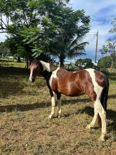 Égua 1/2 mangalarga 