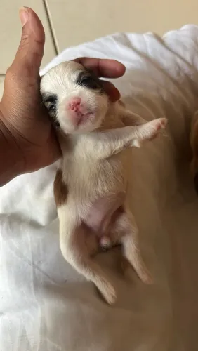 ? LINDOS FILHOTES DE SHIH TZU DISPONÍVEIS? Valor 800$