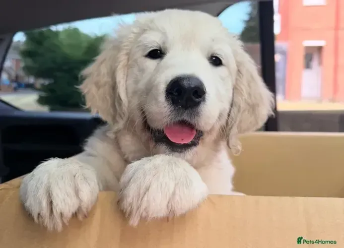 Bebezinho muito brincalhão Golden Retriever