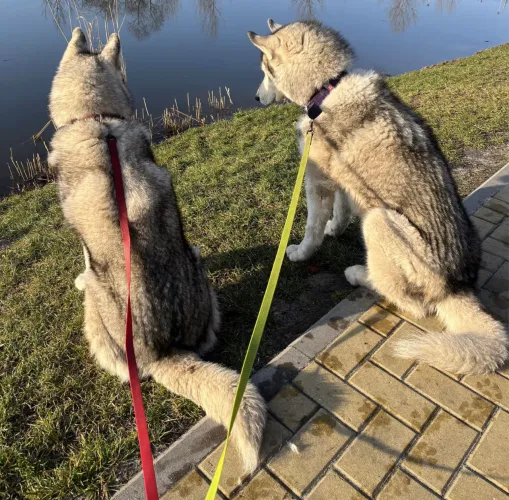 Husky macho para cruza