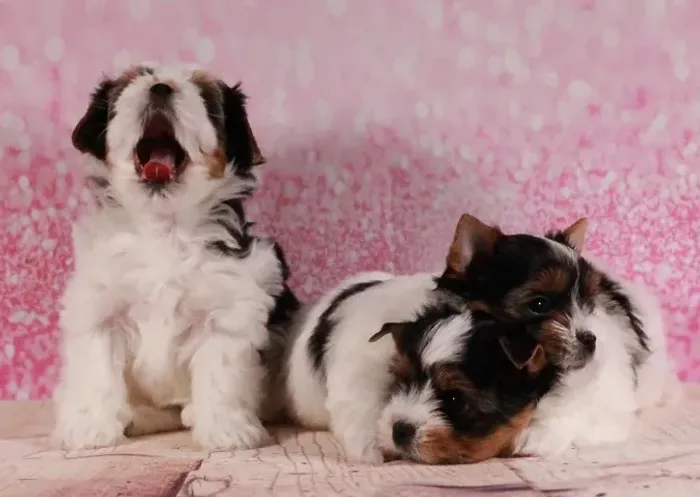 Biewer Terrier macho e Femea com pedigree e microchip!!