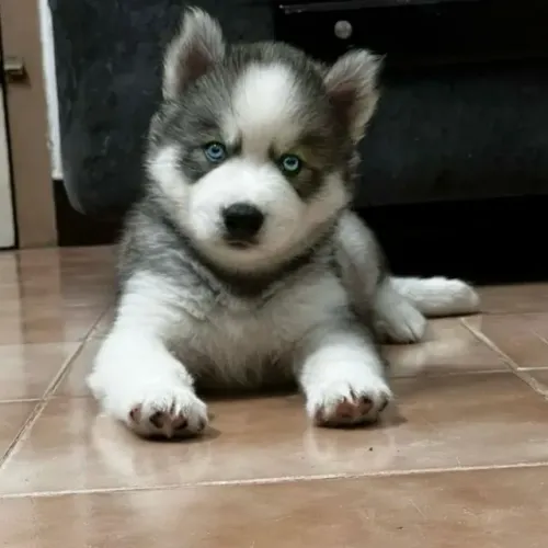 Filhotes de Husky Siberiano | O charme que só um filhote tem.
