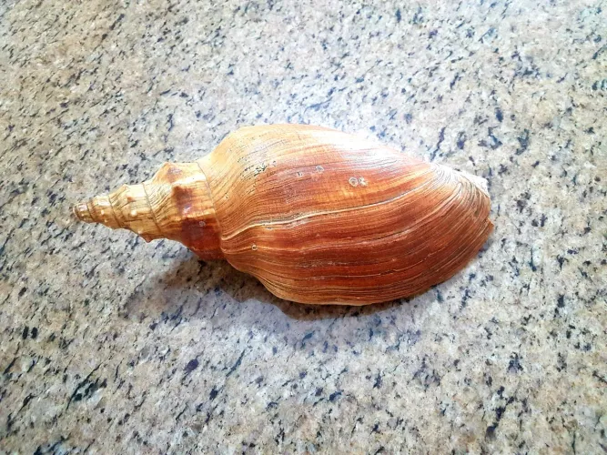 CONCHA GIGANTE 34 CENTÍMETROS 