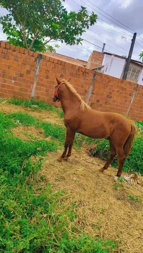 Potro quarto de milha com manga larga 1 ano e 10 meses 