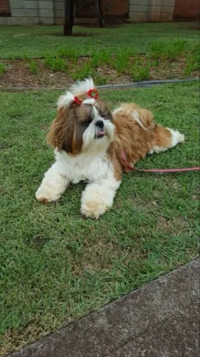 Filhote Shih Tzu Fêmea - mãe chama no wats abaixo para obter fotos dos filhotes
