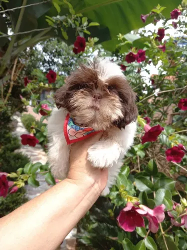 Filhotes de shih tzu pra vocês que ama 