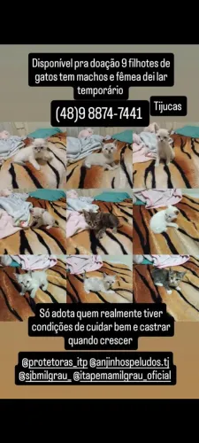 Doação filhotes de gato 
