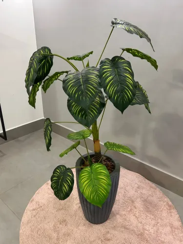 Vendo essa planta Filondendro Decorativa - Linda