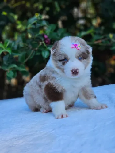 Border Collie | Envio para Goiânia todo mês 