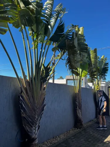 Três Palmeiras Ravenalas - Plantas Ornamentais- Árvore- Jardim