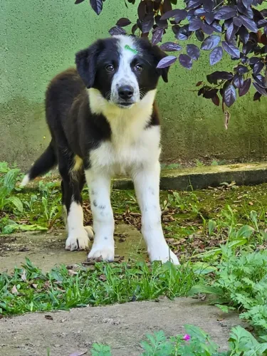 Border Collie | Valores Especiais 