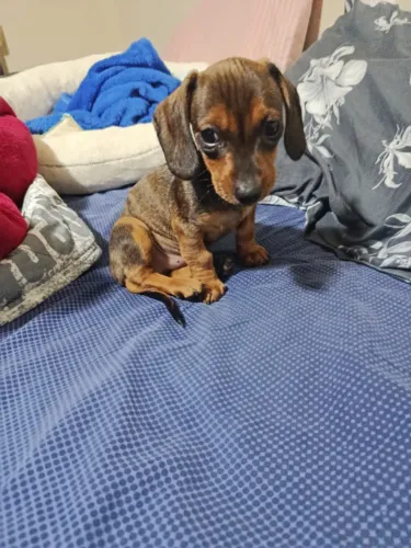 Vendo cachorro ? linguiça 