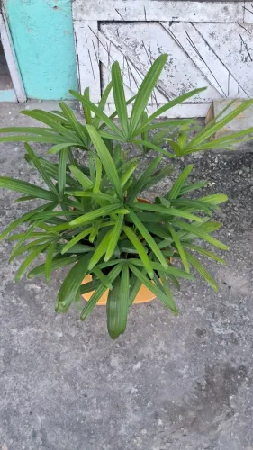 Palmeira