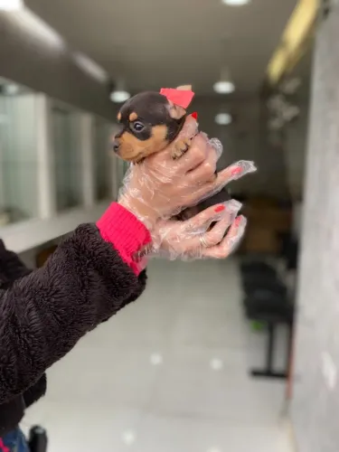 Pinscher Mini Fofíssimo - Pequeno no Tamanho, Gigante na Personalidade