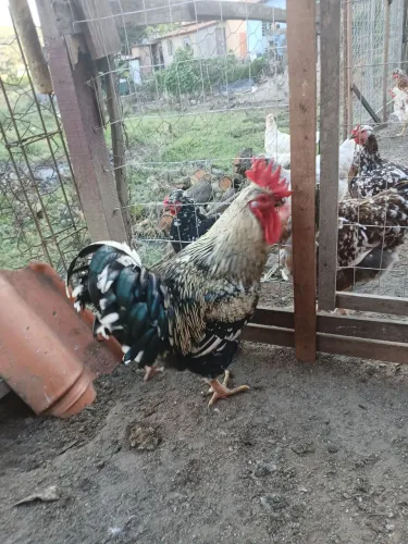 Galinha gsb balão(pintinhos)