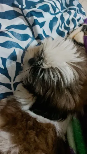 Cachorrinha shih tzu