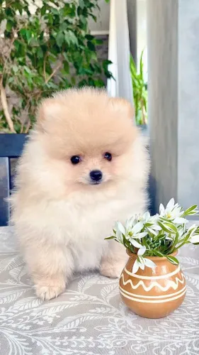 Cachorro Lulu da Pomerania leve felicidade para dentro de casa