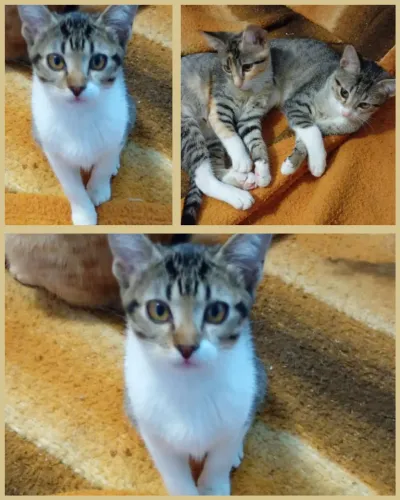 Doação Gato 