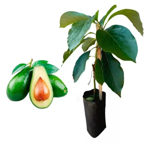 Mudas Frutíferas: Abacate avocado