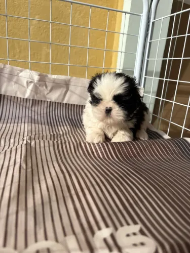 Shih tzu ! Puro encanto ! 