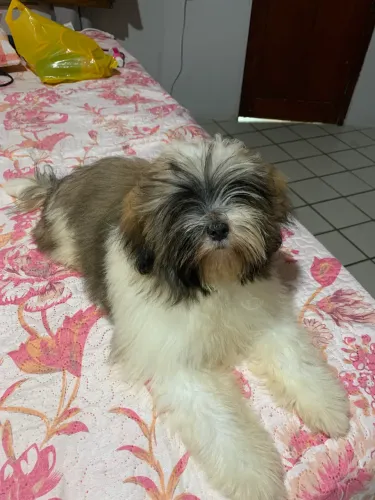 Vendo Shih Tzu 