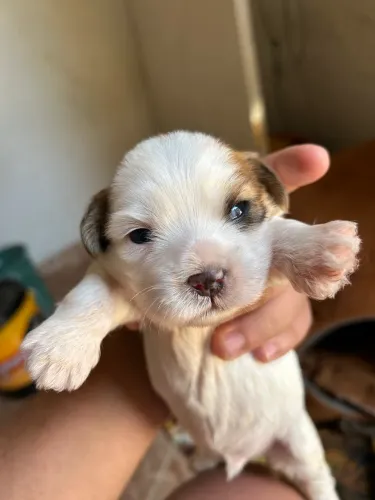 Filhotes Lhasa Apso