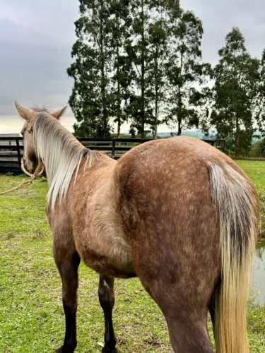 Cavalo