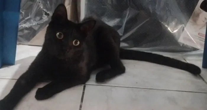 Gato macho