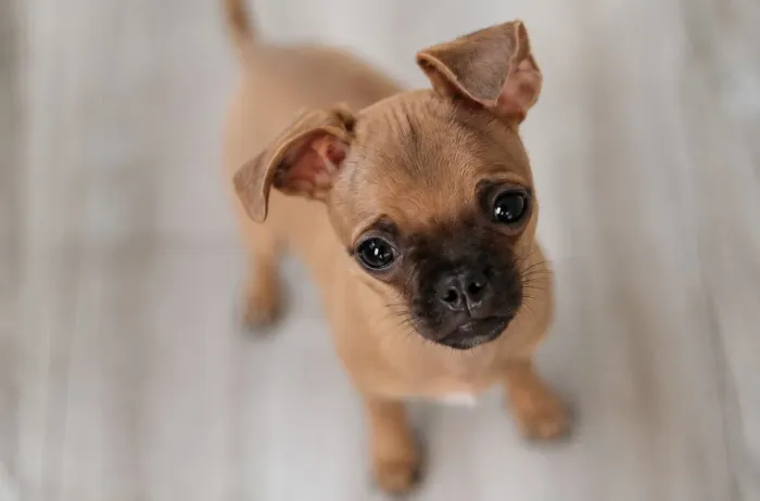 Pinscher Filhote