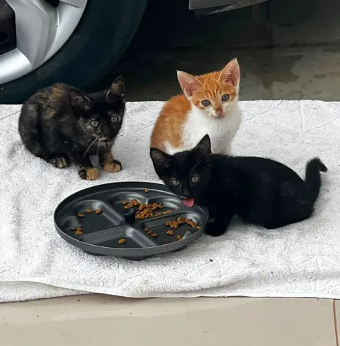 Doação: 3 gatinhos (6 semanas) Lindos!!!