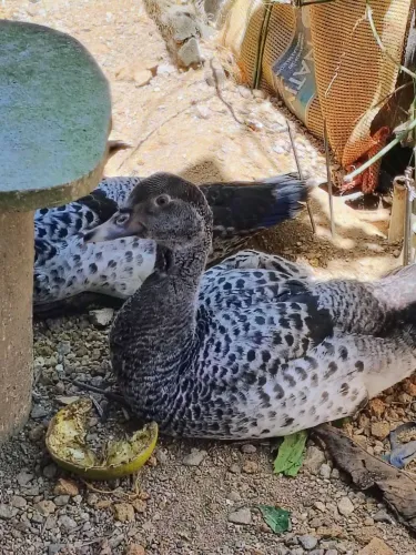 Vendo patinhos 6 meses só 3
