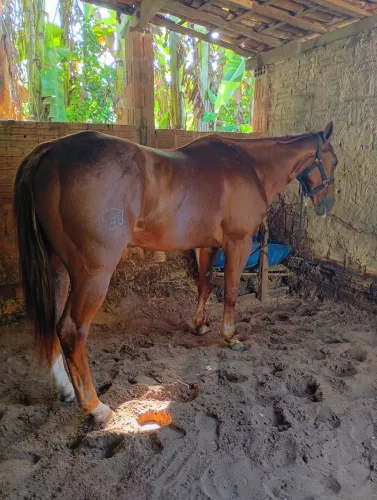Cavalo de esteira PO