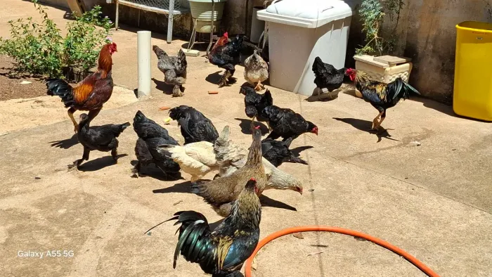 Galinhas e frangos caipira