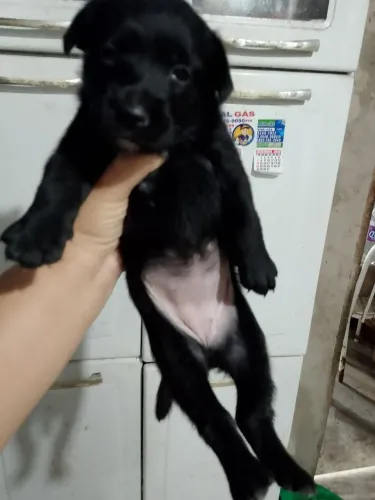 Cachorrinhos para adoção
