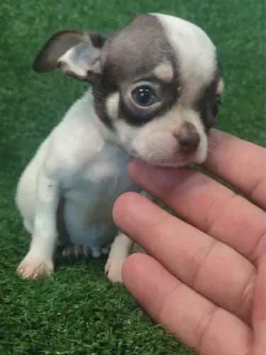 Chihuahua Macho Miniatura Chocolate tricolor