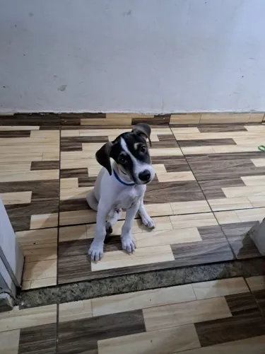 Cachorro macho