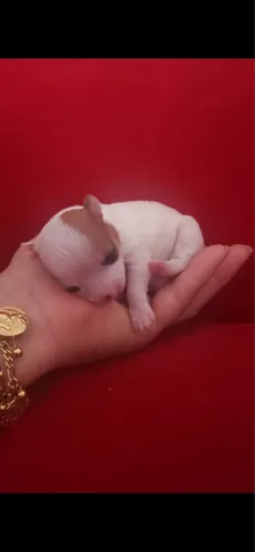 CHIUHUAHUA x PINSCHER ZERO